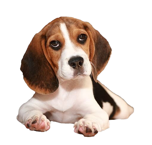 Beagle PNG Free Download