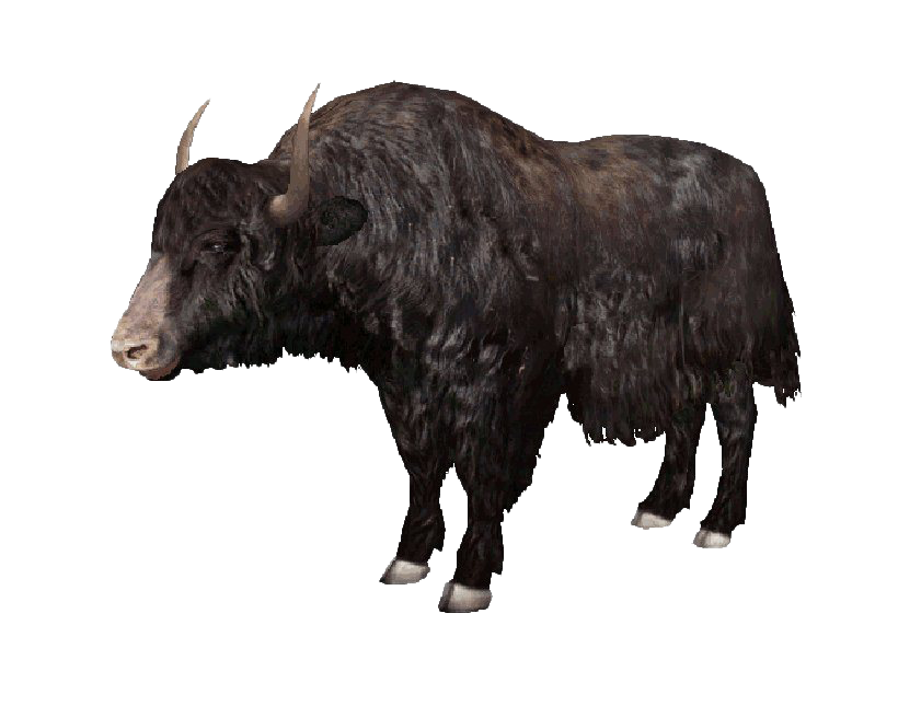 Bison PNG High Quality Image