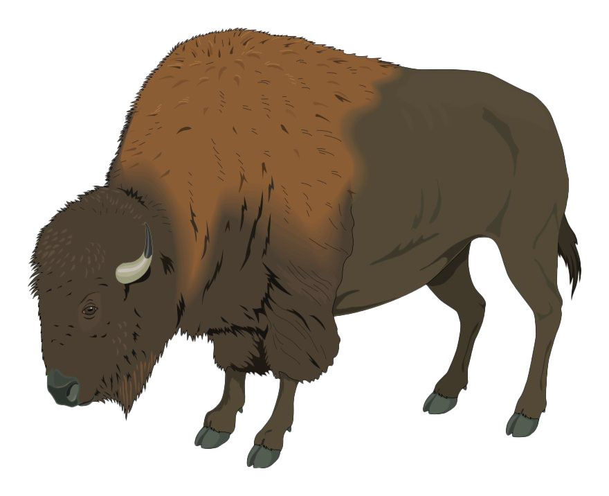 Bison PNG Image