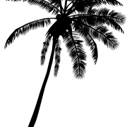 Black Coconut Tree PNG