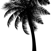 Black Coconut Tree PNG Free Download