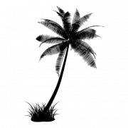 Árbol de coco negro transparente