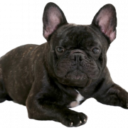 Bulldog français noir PNG