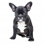 Zwarte Franse bulldog PNG Clipart