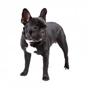 Zwarte Franse bulldog png gratis download