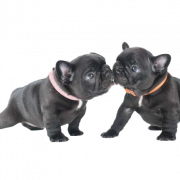 Zwart Franse bulldog png afbeelding