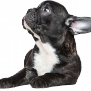Zwarte Franse bulldog png foto
