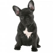 Bulldog francês preto transparente