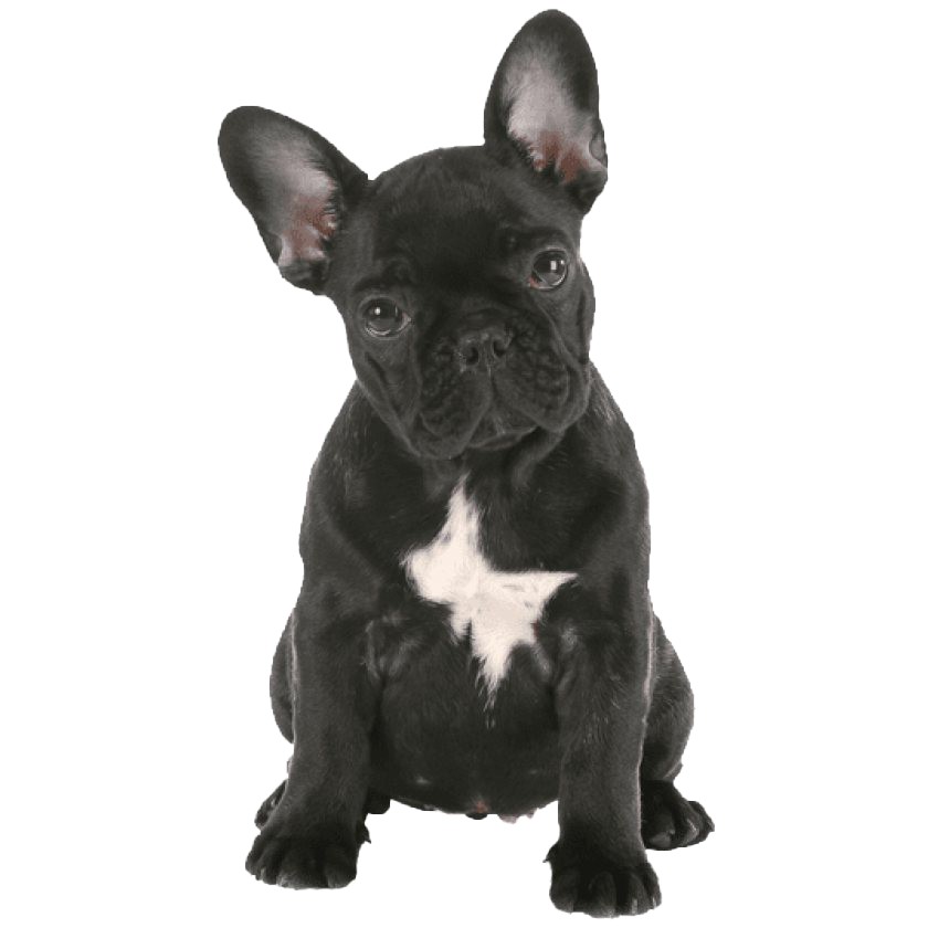 Black French Bulldog Transparent