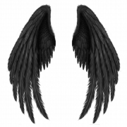 Черные крылья прозрачные