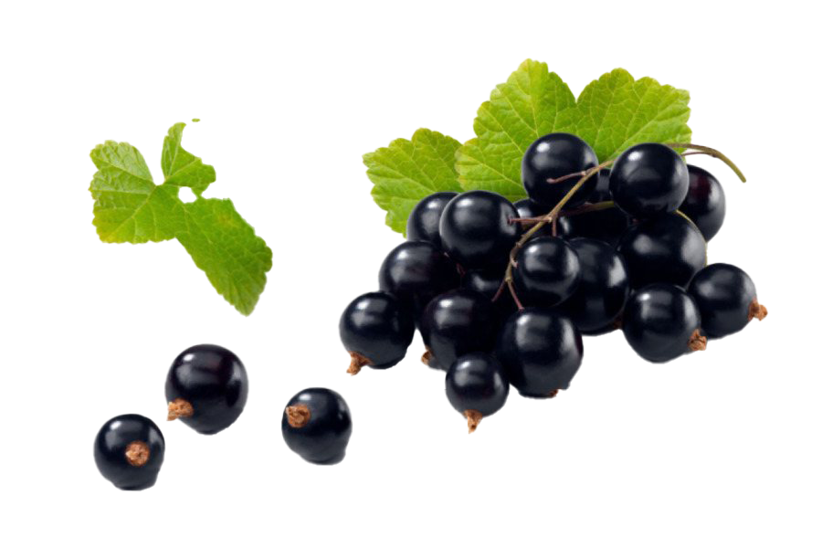 Blackcurrant Fruit Png File Download حر