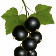 Blackcurrant Fruit PNG Free Image