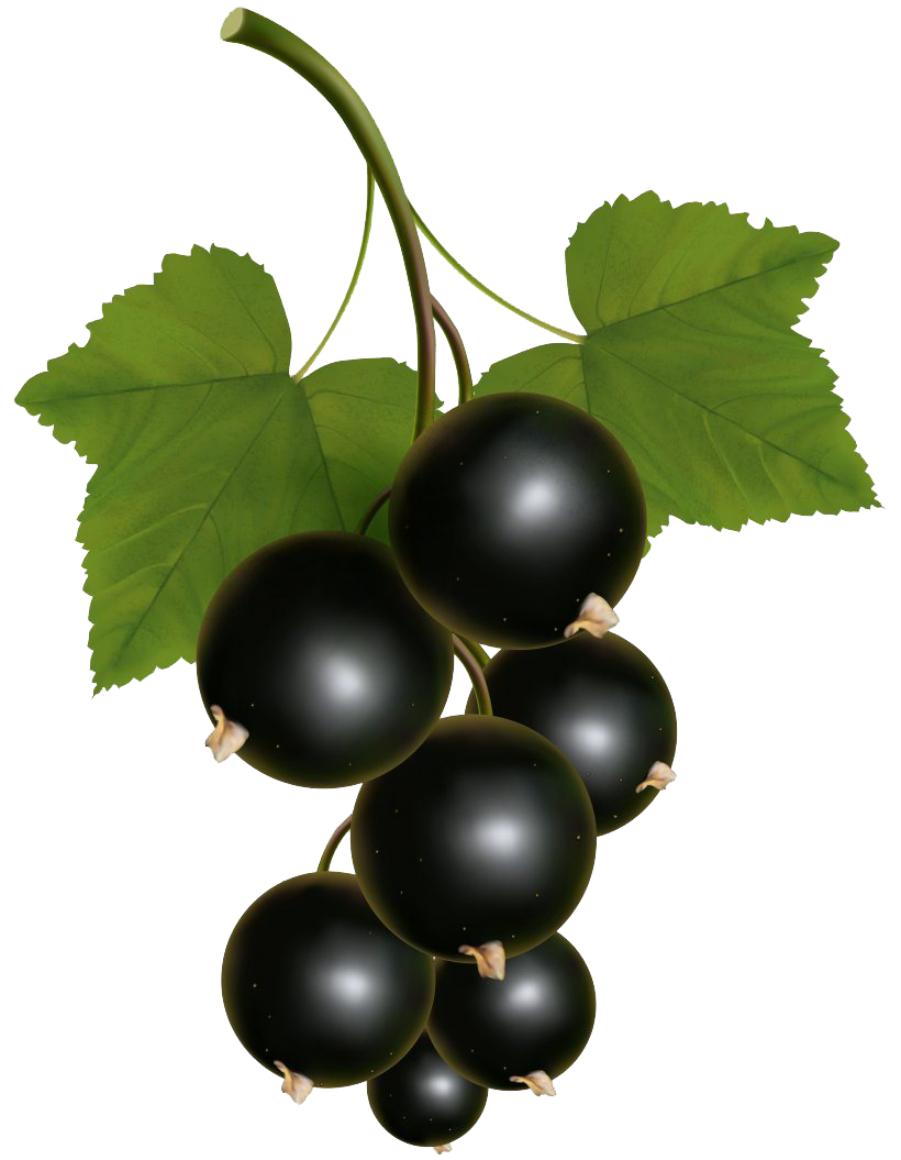 Blackcurrant Fruit PNG Free Image