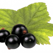 Blackcurrant Fruit PNG High Quality Image