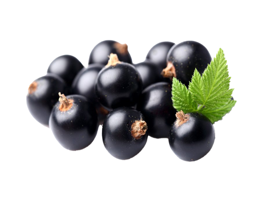 Blackcurrant Fruit PNG Image File