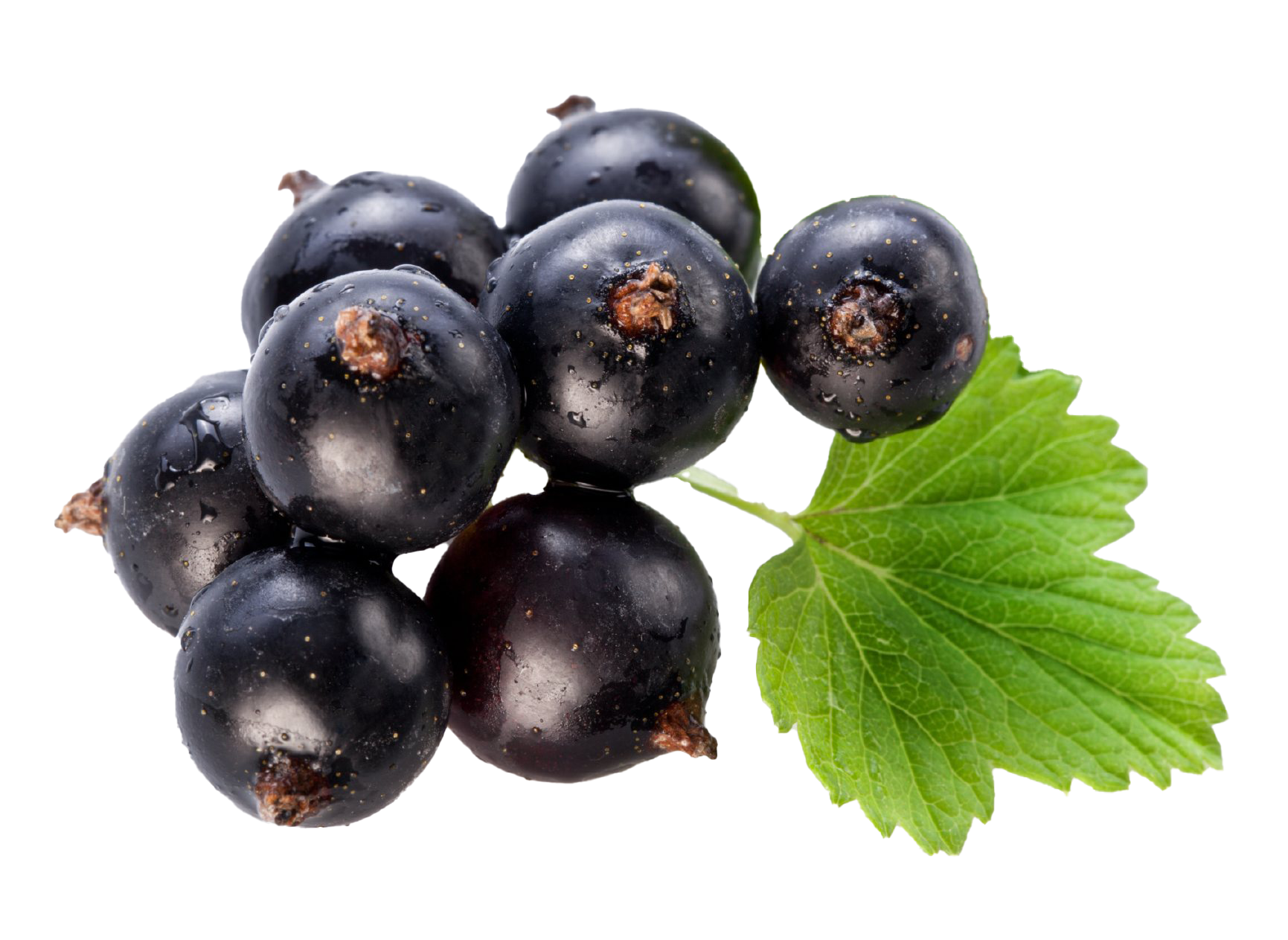 Gambar png buah blackcurrant
