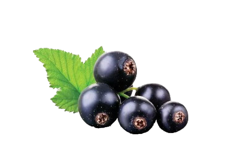 Blackcurrant Fruit PNG Pic