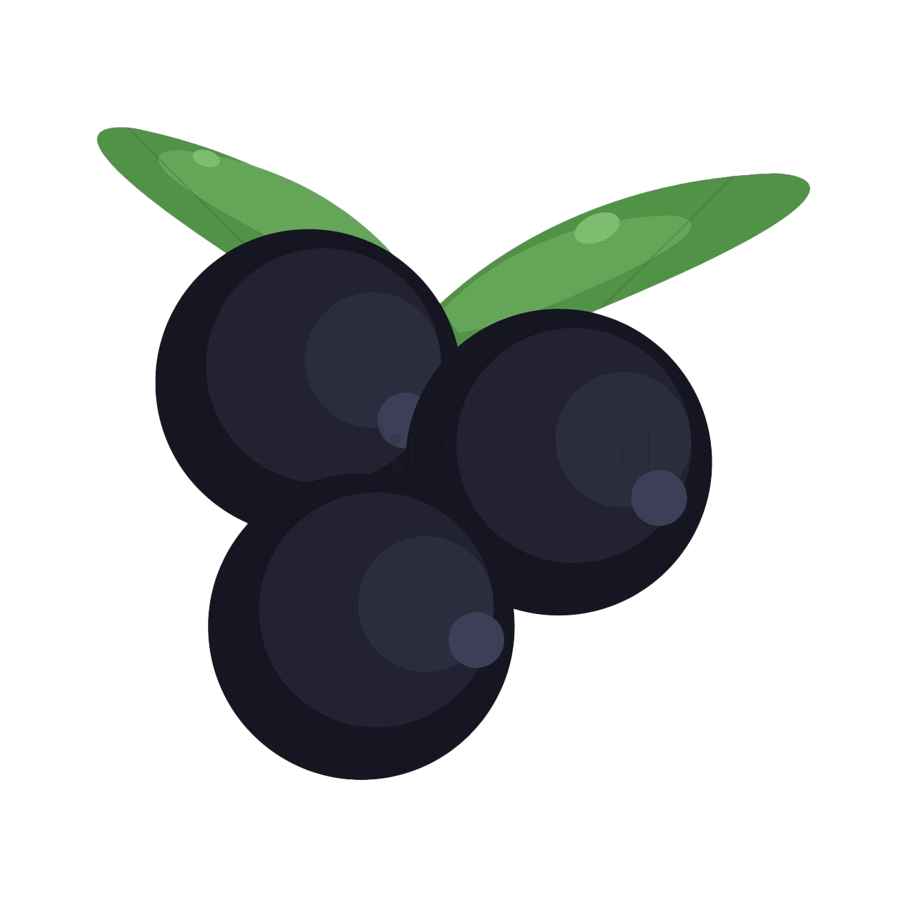 Blackcurrant Fruit Transparent