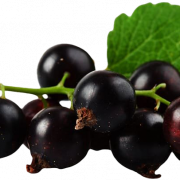BlackCurrant PNG