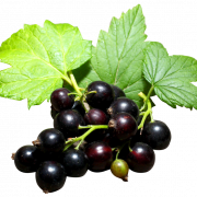 Blackcurrant PNG File Download Free