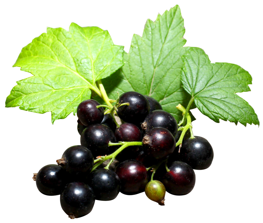 Blackcurrant PNG File Download Free