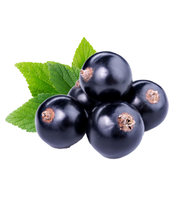 Blackcurrant PNG Free Download