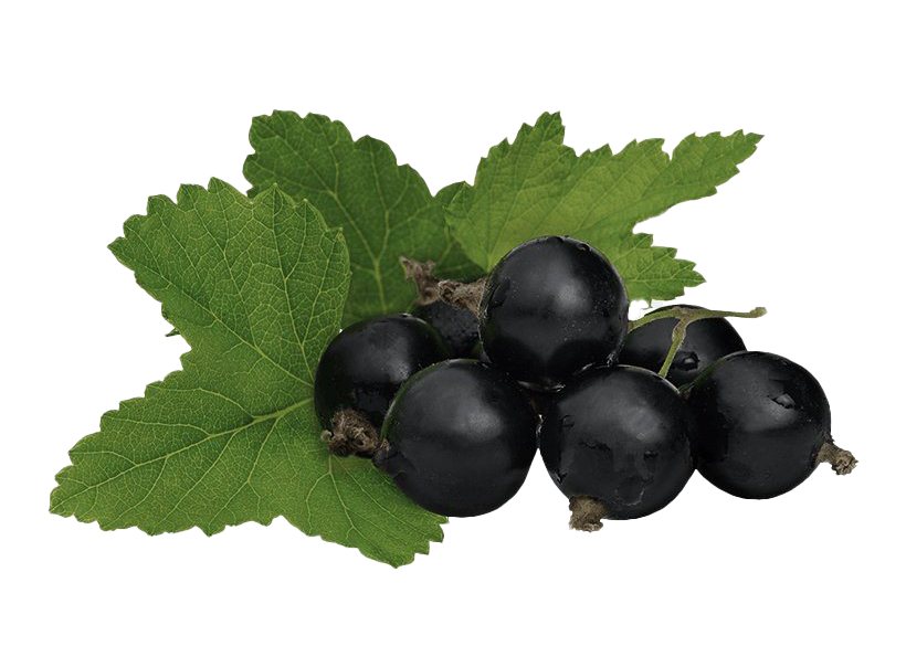 Blackcurrant PNG High Quality Image
