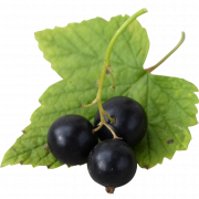 Blackcurrant PNG Image HD