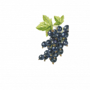 Blackcurrant PNG Images
