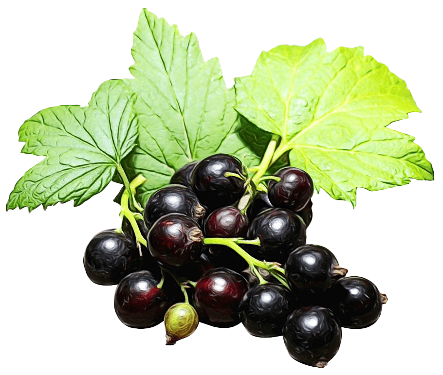 Blackcurrant PNG Photo