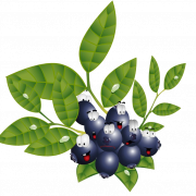 Blackcurrant PNG Pic