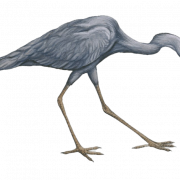 Blue Heron Png бесплатное изображение