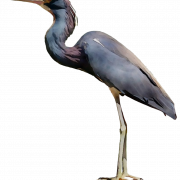 Blue Heron PNG Bild