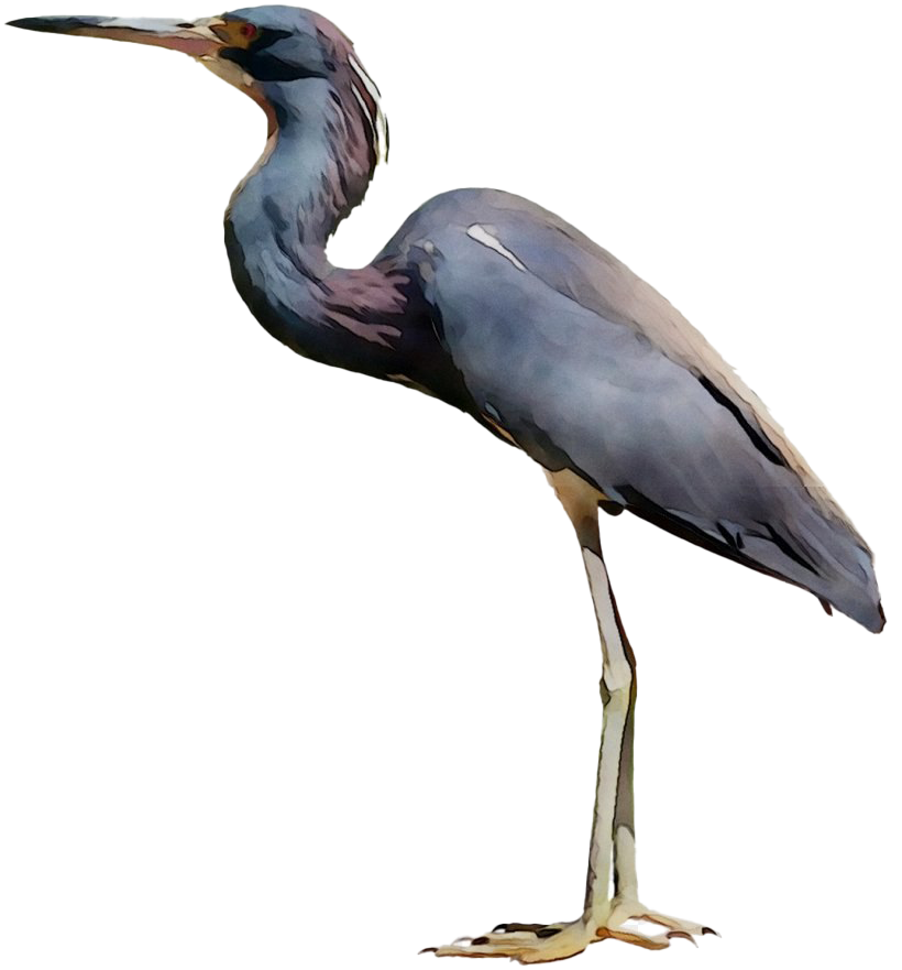 Blue Heron PNG Picture
