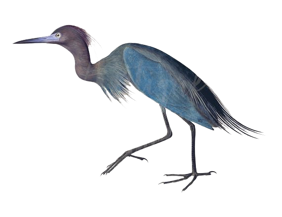 Blue Heron Transparent