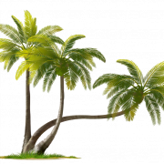 Coconut Tree PNG Download Image