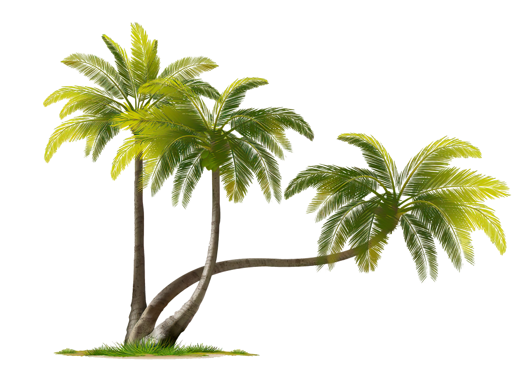 Coconut Tree PNG Download Image