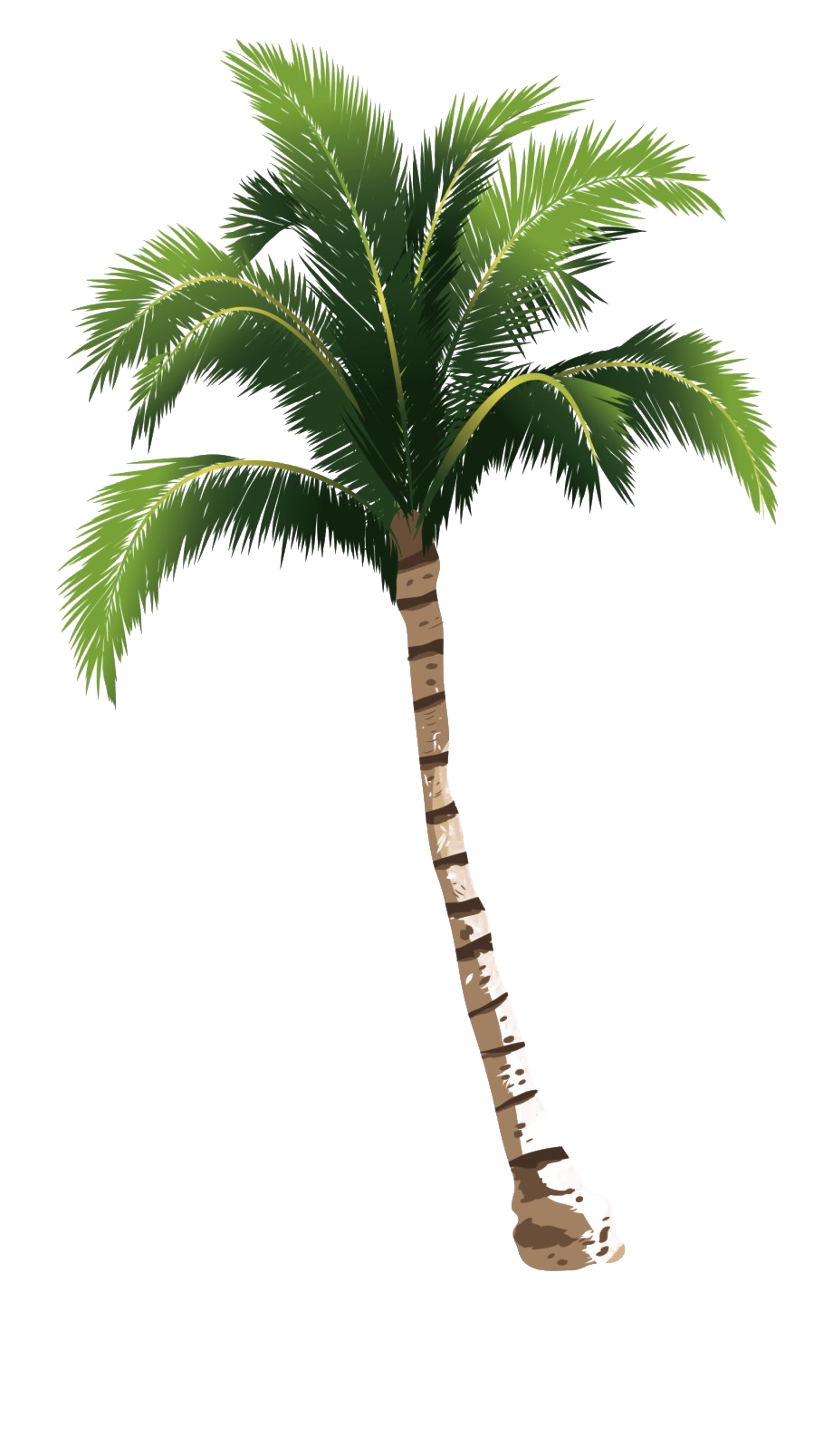 Coconut Tree PNG HD Image