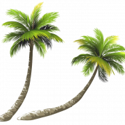 Coconut Tree PNG Image HD