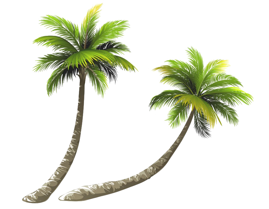 Coconut Tree PNG Image HD