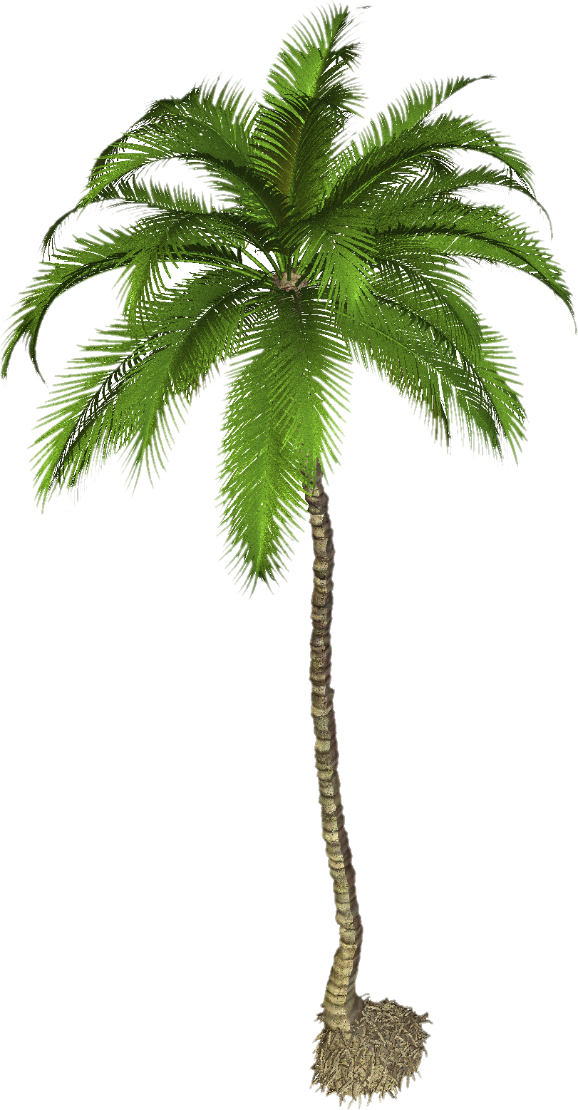 Кокосовое дерево PNG Pic