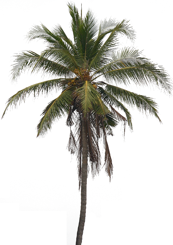 Coconut Tree PNG Transparent HD Photo