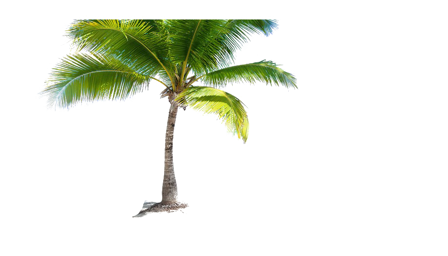Coconut Tree PNG