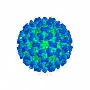 Immagine PNG di Coronavirus