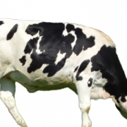 Корова Png