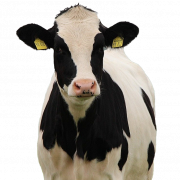 Cow PNG File