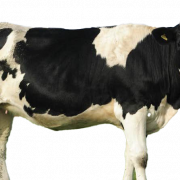 Download de arquivo png de vaca grátis