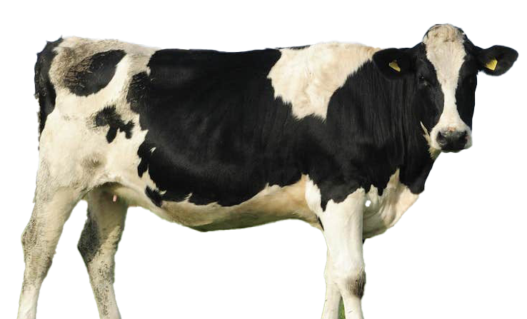 Cow PNG File Download Free