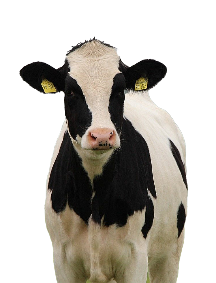 Fichier PNG de vache