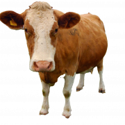 Cow PNG libreng pag -download